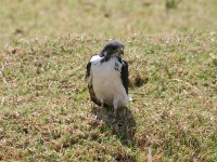 Augur Buzzard (Buteo augur)