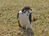 Augur Buzzard (Buteo augur)