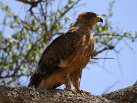 Tawny Eagle (Aquila rapax)