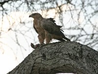 Tawny Eagle (Aquila rapax)