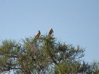 Tawny Eagle (Aquila rapax)