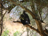 African Hawk-Eagle (Aquila spilogaster)