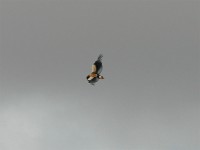 Bateleur (Terathopius ecaudatus)