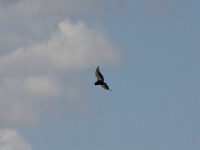 Bateleur (Terathopius ecaudatus)