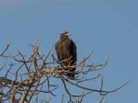 Steppe Eagle (Aquila nipalensis)