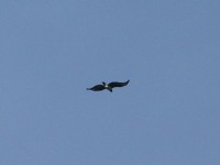 Martial Eagle (Polemaetus bellicosus)