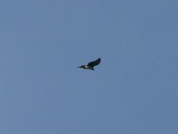 Martial Eagle (Polemaetus bellicosus)