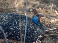 Helmeted Guineafowl (Numida meleagris)