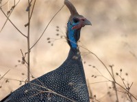 Helmeted Guineafowl (Numida meleagris)