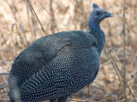 Helmeted Guineafowl (Numida meleagris)