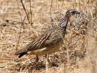 Crested Francolin (Dendroperdix sephaena)