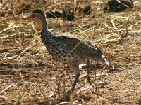 Yellow-necked Spurfowl (Pternistis leucoscepus)