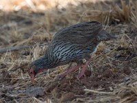 Red-necked Spurfowl (Pternistis afer)