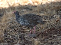 Red-necked Spurfowl (Pternistis afer)