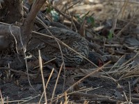 Red-necked Spurfowl (Pternistis afer)