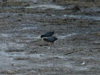 Black Crake (Amaurornis flavirostra)