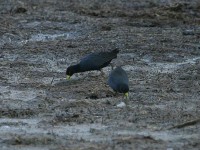 Black Crake (Amaurornis flavirostra)