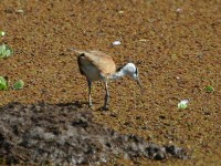 African Jacana (Actophilornis africanus)