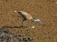 African Jacana (Actophilornis africanus)