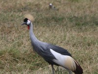 Grey Crowned Crane (Balearica regulorum)