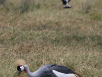 Grey Crowned Crane (Balearica regulorum)