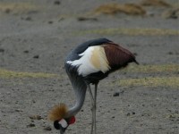 Grey Crowned Crane (Balearica regulorum)