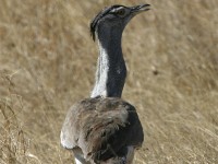 Kori Bustard (Ardeotis kori)