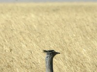 Kori Bustard (Ardeotis kori)