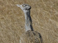 Kori Bustard (Ardeotis kori)