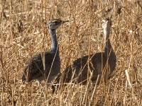 White-bellied Bustard (Eupodotis senegalensis)