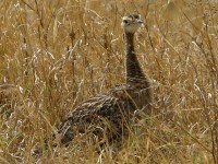 Black-bellied Bustard (Lissotis melanogaster)