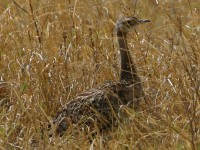 Black-bellied Bustard (Lissotis melanogaster)