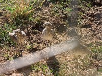 Water Thick-knee (Burhinus vermiculatus)