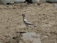 Water Thick-knee (Burhinus vermiculatus)