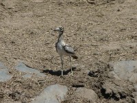 Water Thick-knee (Burhinus vermiculatus)