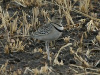 Double-banded Courser (Rhinoptilus africanus)