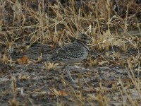 Double-banded Courser (Rhinoptilus africanus)