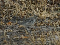 Double-banded Courser (Rhinoptilus africanus)