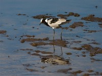 Blacksmith Lapwing (Vanellus armatus)