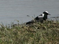 Blacksmith Lapwing (Vanellus armatus)