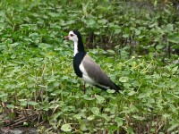 Long-toed Lapwing (Vanellus crassirostris)