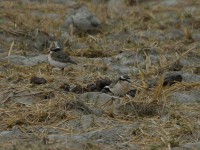 Kittlitz's Plover (Charadrius pecuarius)