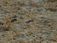 Kittlitz's Plover (Charadrius pecuarius)