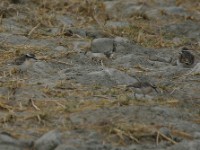 Kittlitz's Plover (Charadrius pecuarius)