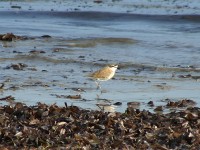 White-fronted Plover (Charadrius marginatus)