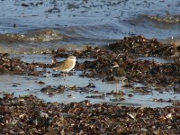 White-fronted Plover (Charadrius marginatus)