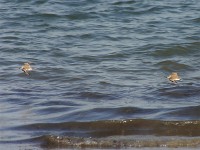 White-fronted Plover (Charadrius marginatus)