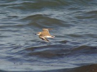 White-fronted Plover (Charadrius marginatus)