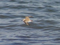 White-fronted Plover (Charadrius marginatus)