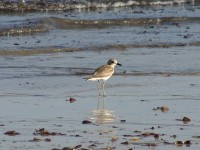 Greater Sand Plover (Charadrius leschenaultii)